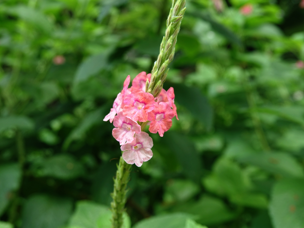 花木春秋66:假马鞭,花序类似马鞭草,一百多年前流窜到香港