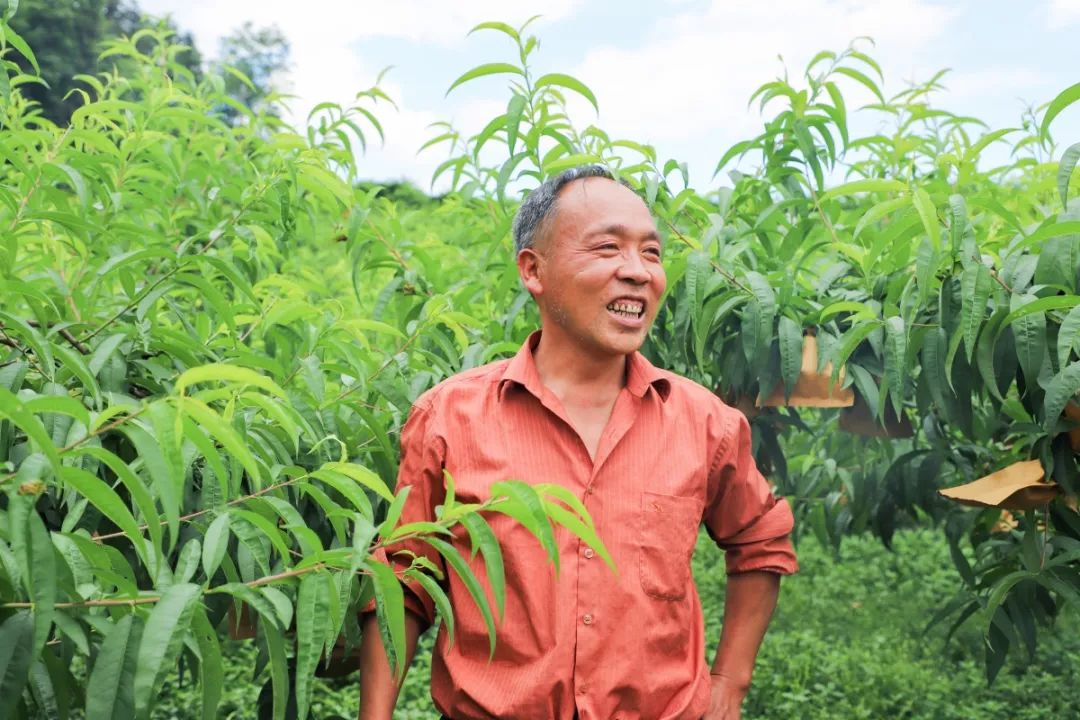 天时、地利、人和，一个深山网红桃的“修成”