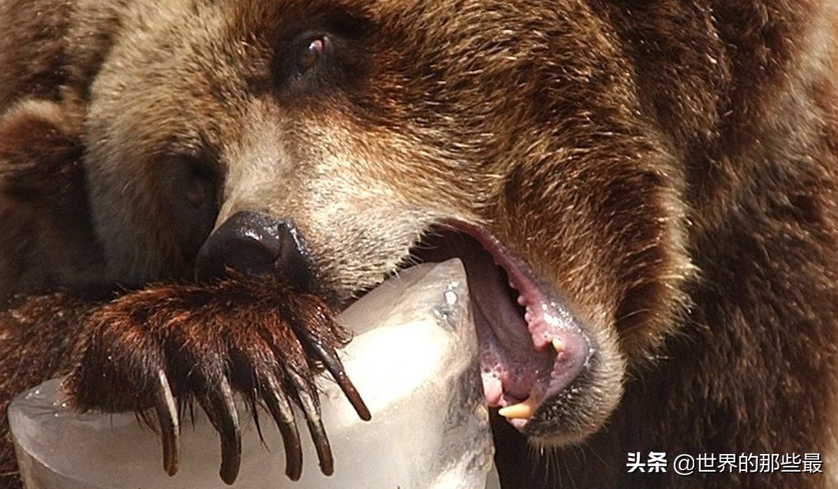 棕熊比老虎大多少,棕熊和老虎哪个力量大