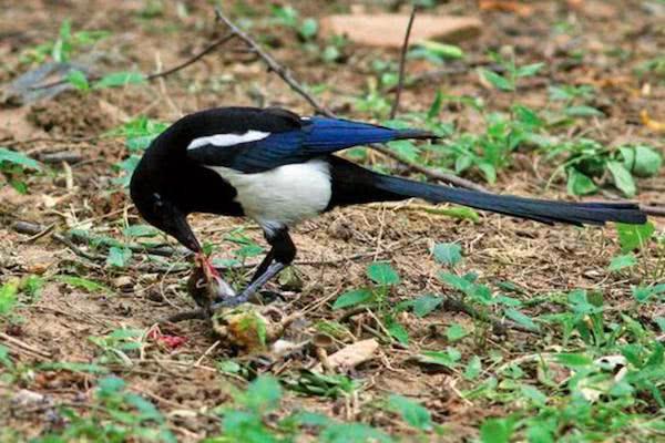 喜鹊偷吃鸟蛋被发现,喜鹊为什么要杀小鸡