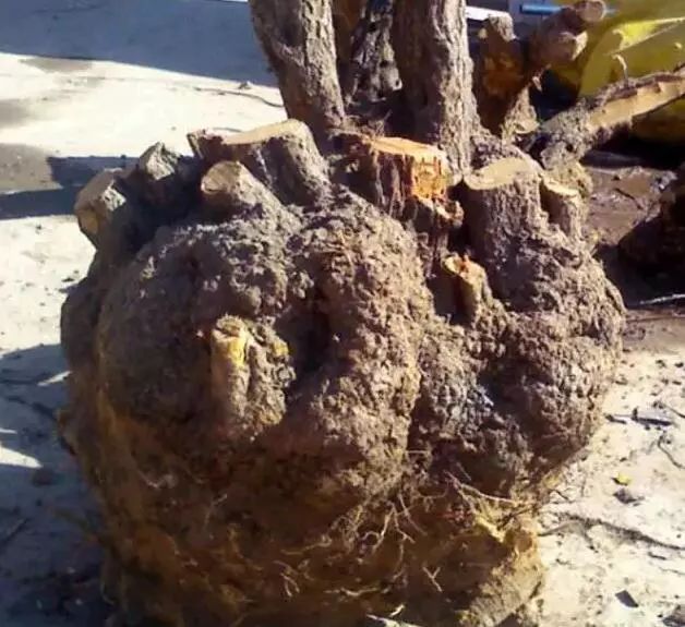 十几块的文玩盘起来竟然也很好看,最适合穷人盘的文玩