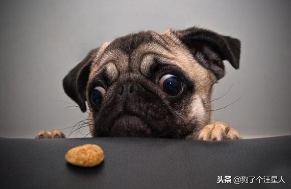 小狗吃多了怎么办简单3步解决,小狗一次吃多了怎么办