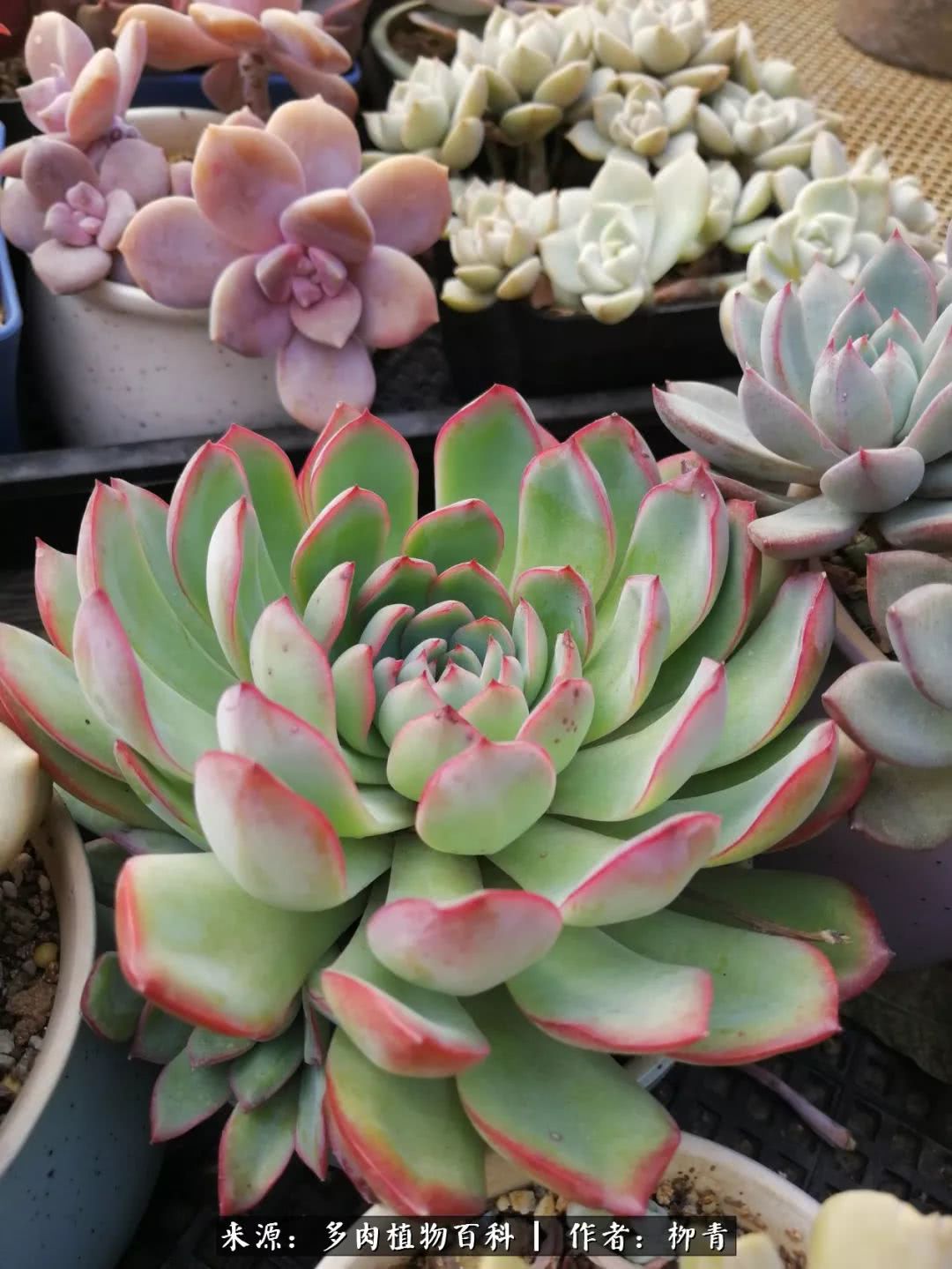 从入卡坑一个月到入卡坑三年,从入坑到现在所有品种开花图