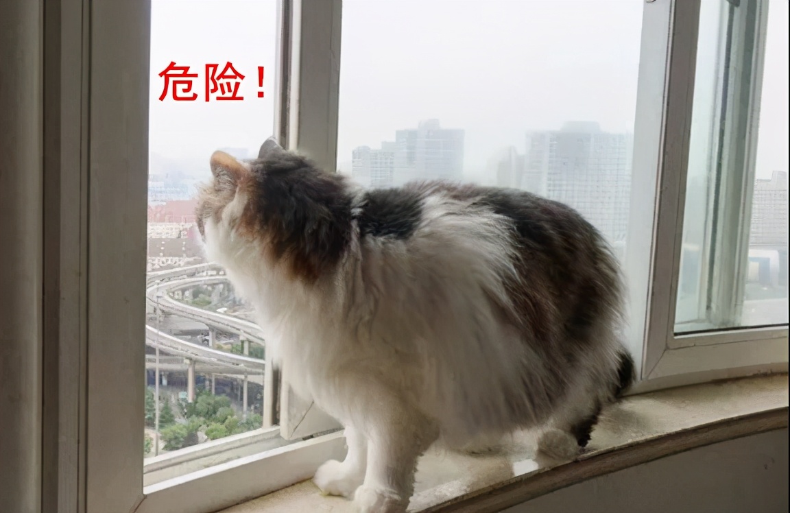 猫咪为什么喜欢趴窗台上睡,为什么猫咪喜欢趴在窗台上睡觉