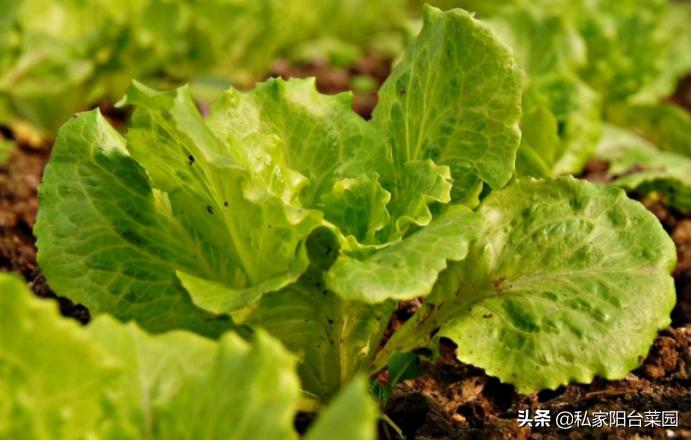 生菜叶子的家常做法,生菜叶子教程