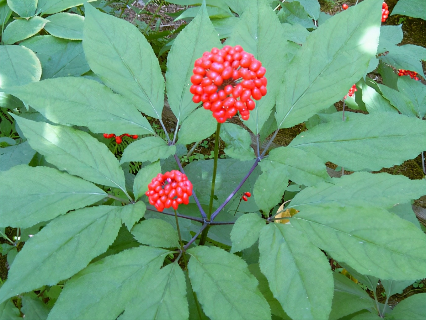 在家养一棵人参,在家里种植人参