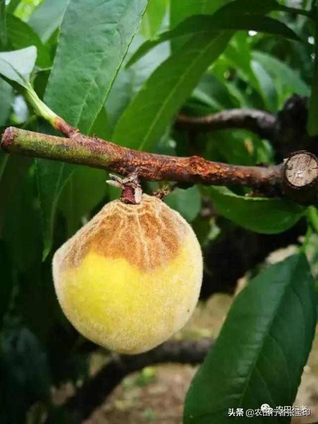 水蜜桃桃核开裂是什么原因,水蜜桃桃核开裂为哪般
