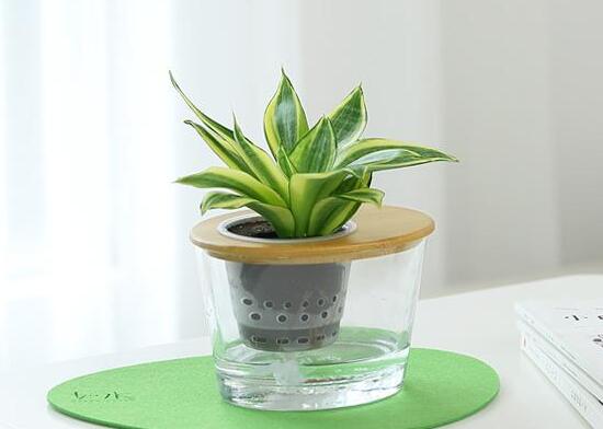 虎皮兰水培生根后可以直接土培吗,虎皮兰水培要多少天生根