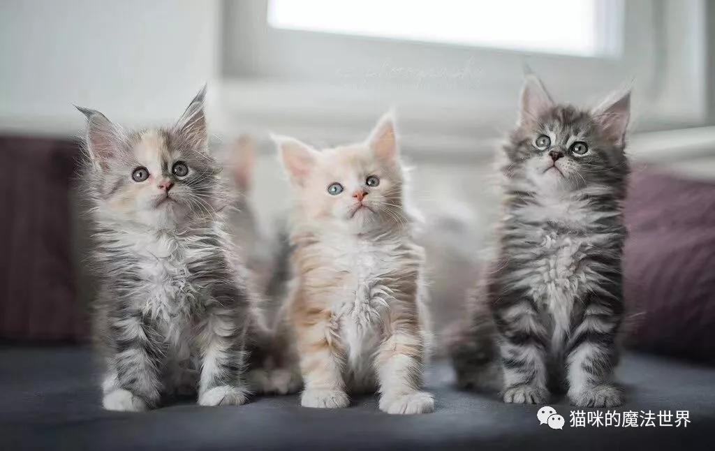 猫咪品种大盘点,猫咪品种大全100种