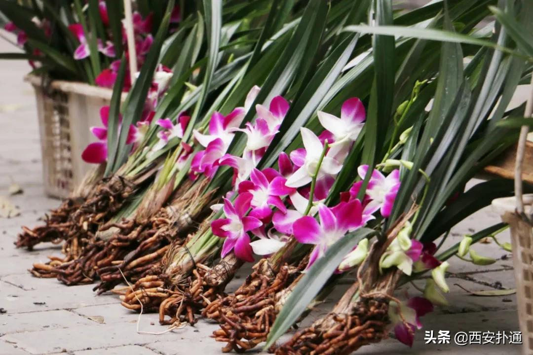 在西安,你一定要逛一次万寿路的早市