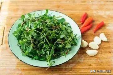 春季野菜大全这些野菜可以吃,春季能吃六种野菜讲解