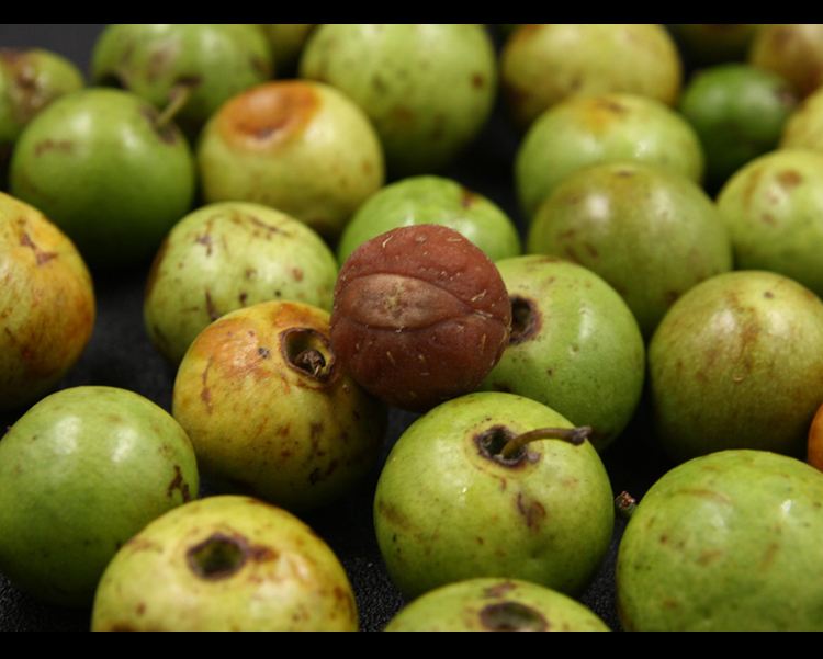 一分钟了解观世音,凤眼菩提知识大全