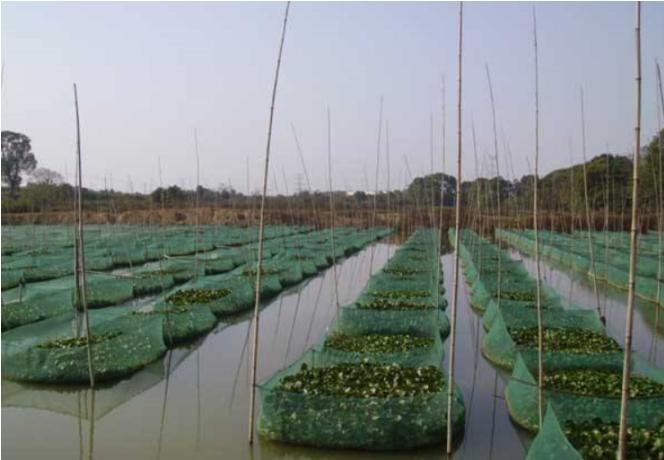 稻田养泥鳅水稻怎么收,一亩水稻田可套养多少斤泥鳅