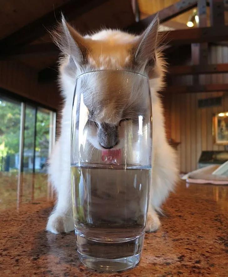 万万没想到猫咪是这样出现的,万万没想到猫