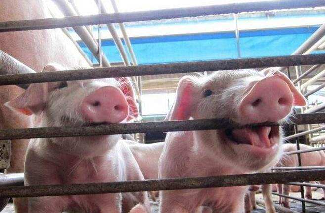 仔猪副伤寒病怎么治疗最有效,仔猪副伤寒治疗方法