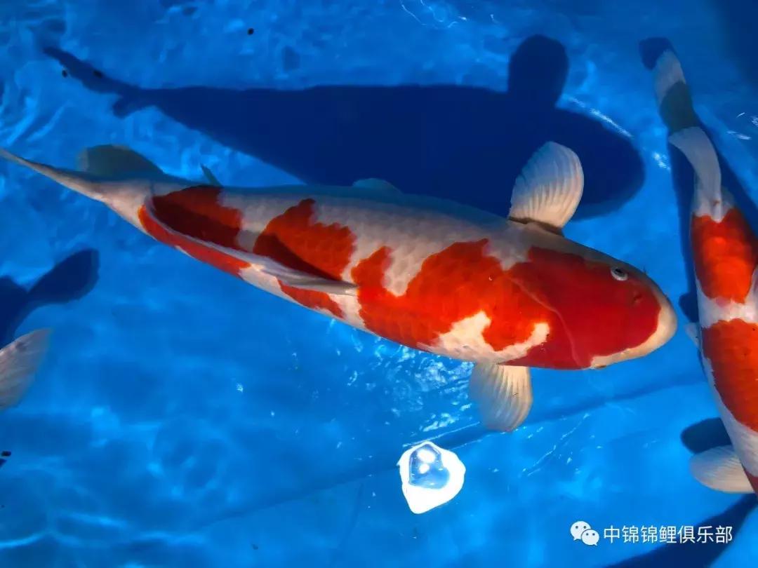 閿﹂菠鍠傞杩囧鏈変粈涔堢棁鐘跺悧,鏃ユ湰閿﹂菠鎬庝箞鍠傞