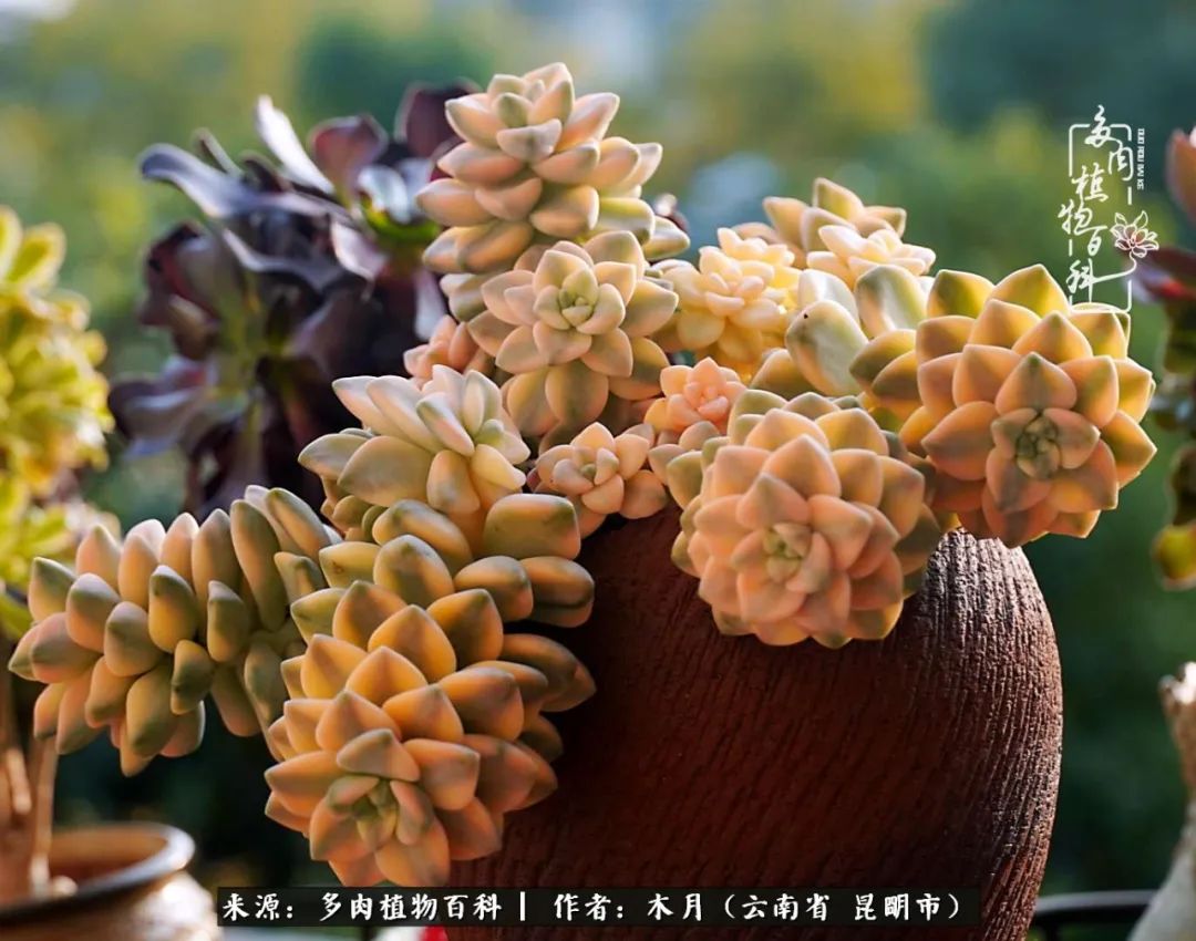 浅冬多肉，终有美好在等候