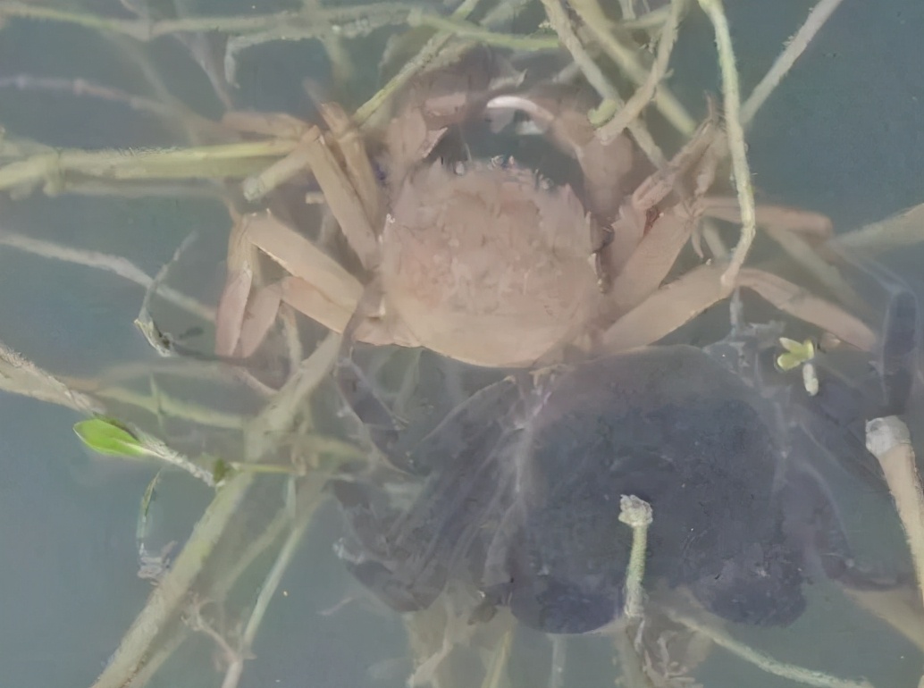 河蟹黑鳃病治疗,河蟹病的原因及治疗方法