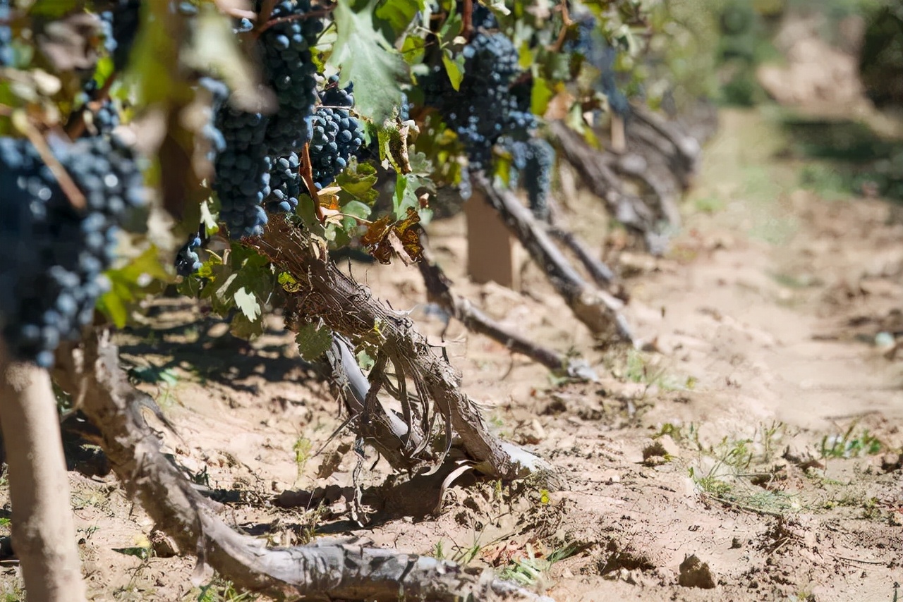 戎子酒庄一箱六瓶红酒,戎子酒庄在中国的地位