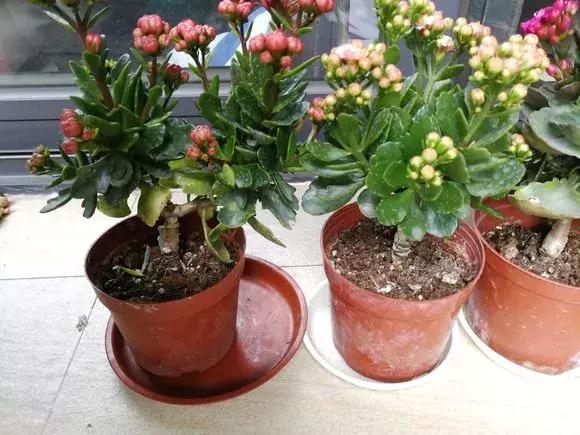 长寿花如何嫁接到不死鸟,长寿花这样嫁接花期长还不会烂根