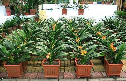 君子兰如何养护才能活得更久,如何养护君子兰不开花