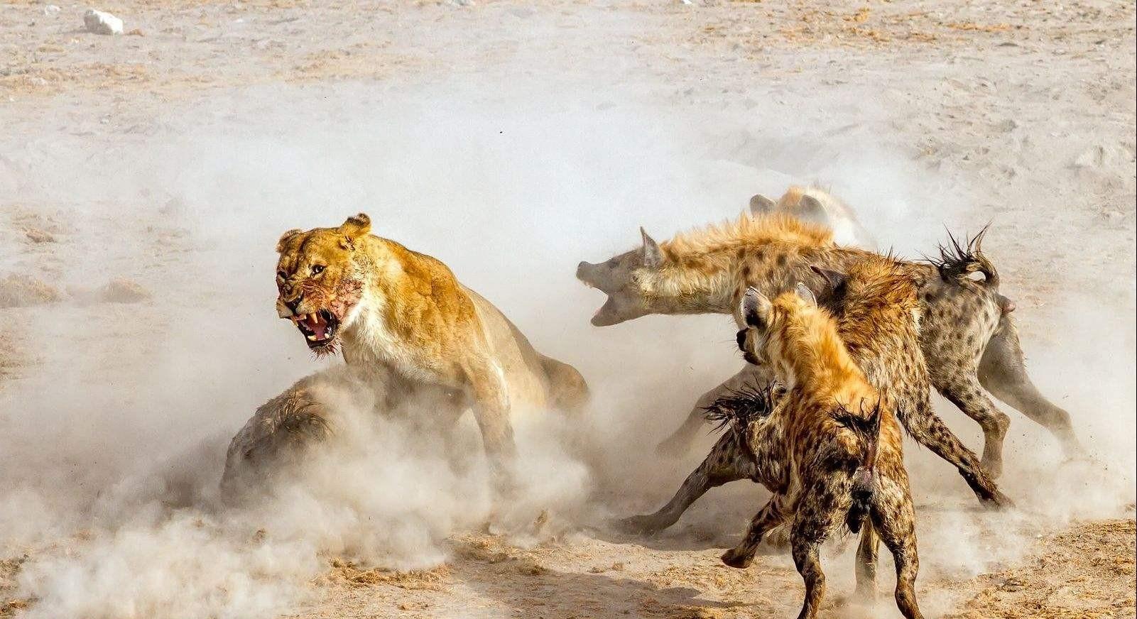 鬣狗为何会怕非洲人？看看非洲人怎么训练它们的，不服就打到服