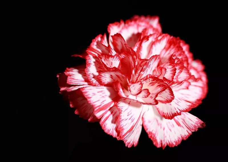 关于花的英文名昵称,关于花的女生英文名有寓意