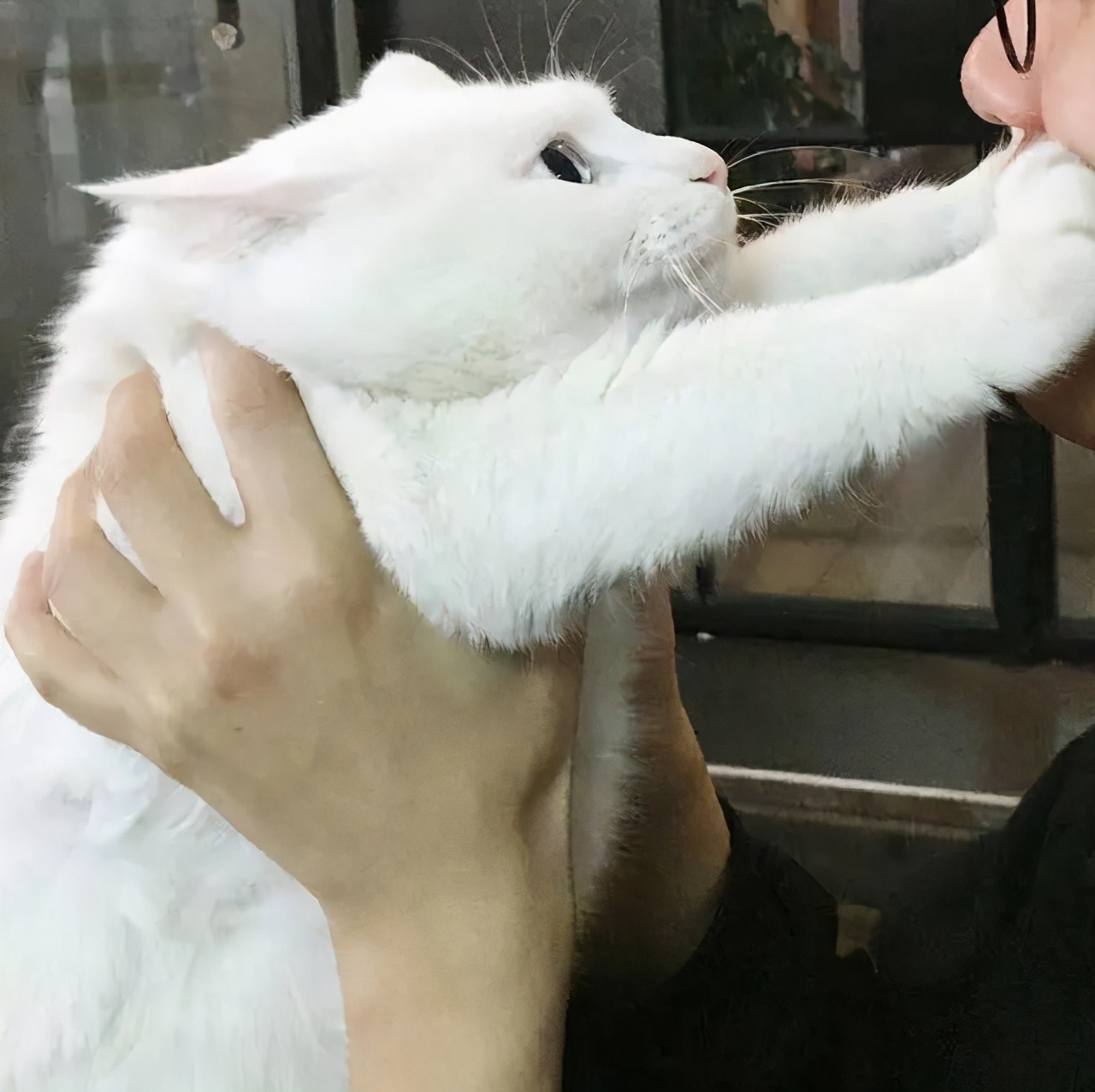 猫咪总是咬人怎么办这几招来教你,猫咪爱咬人怎么办教你一招