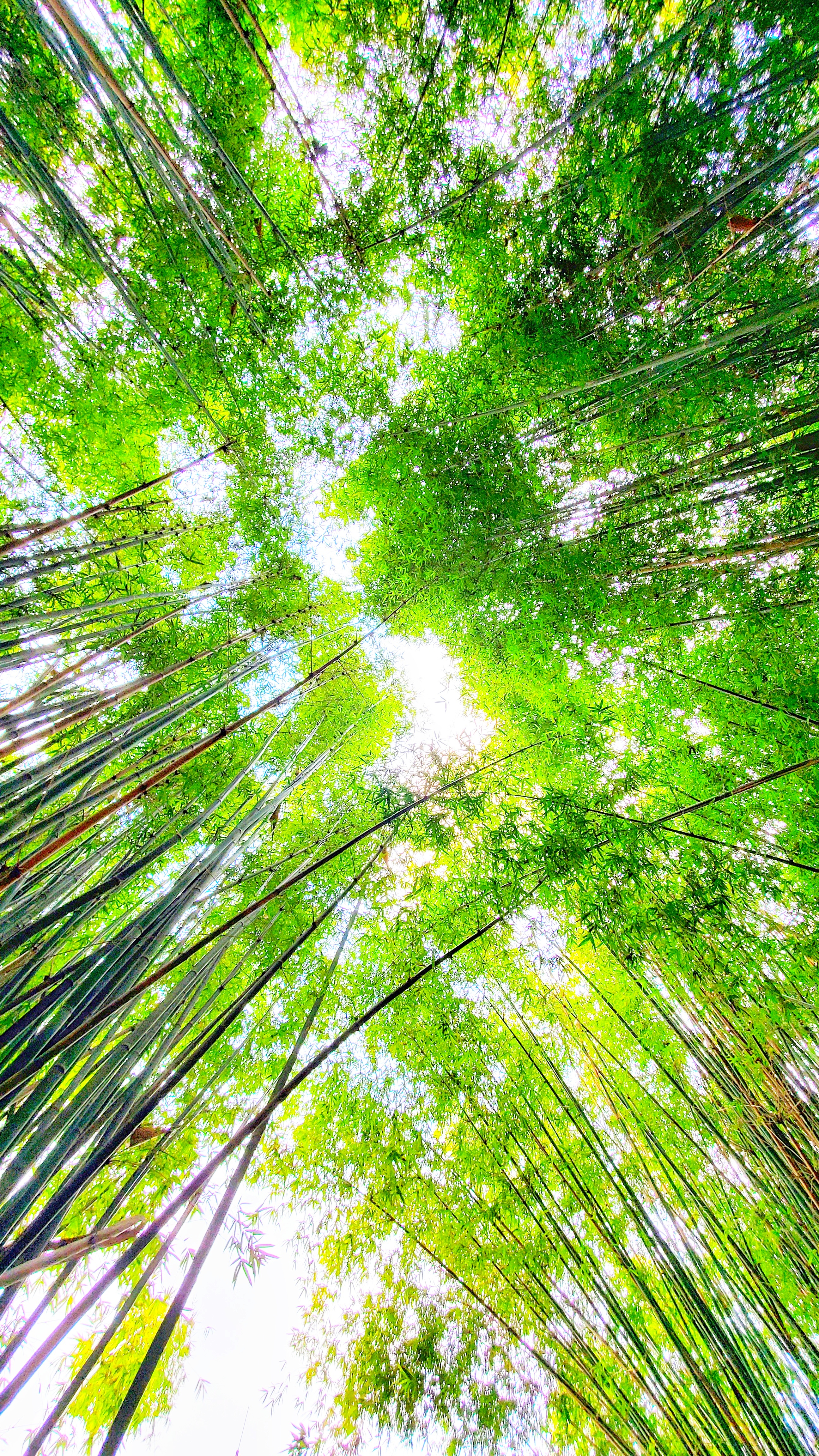 和春住。带着小神兽去踏青