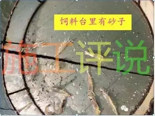 南美白对虾浮游怎么回事,南美白对虾为什么一直跳出水面