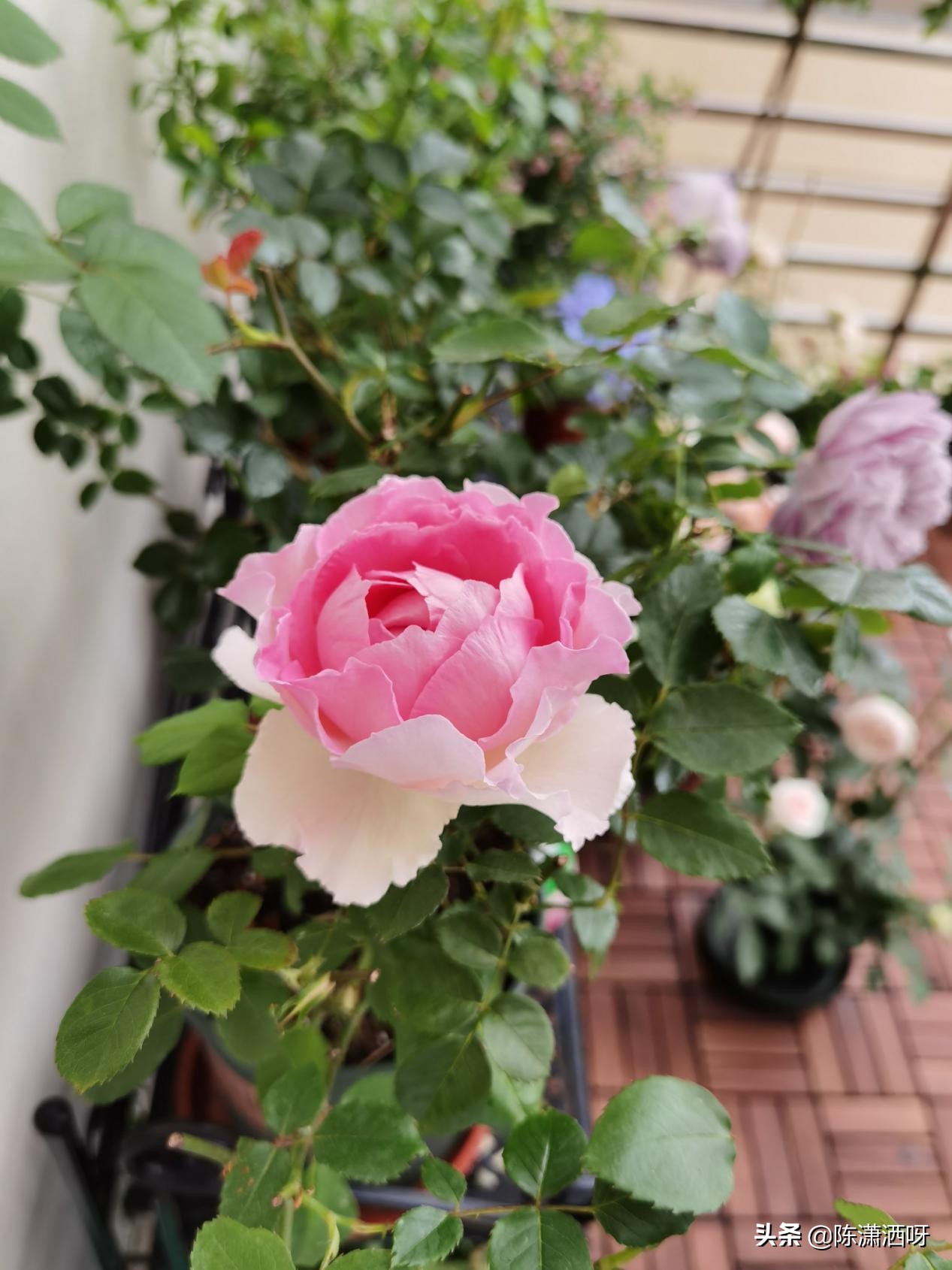 中国月季红色浓香,13种中国红月季让你美个爆