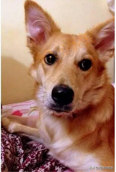 结婚狗狗不能跟吗,狗狗可以结婚吗