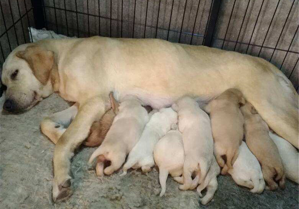 狗狗疑似涨奶是怀孕了吗,狗狗分泌乳汁证明假孕要结束了吗