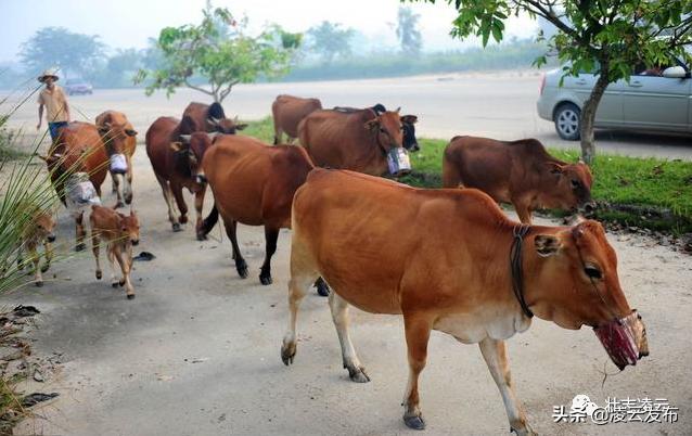 【乡村振兴】专业养牛人的“致富经”