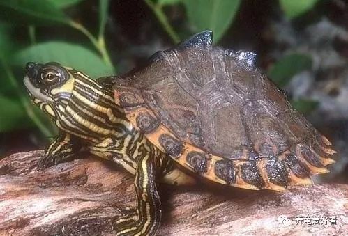 适合家庭养的龟宠,地图龟为什么精力特别旺盛
