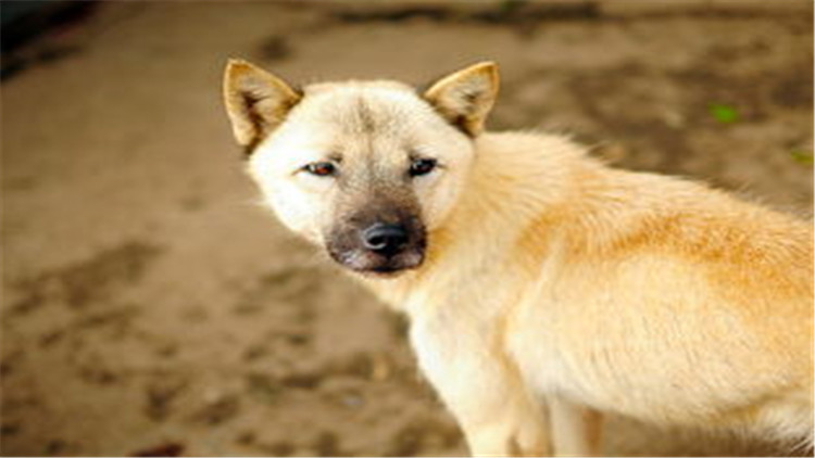 狗狗配种的4个正确方法，不错过最佳时间