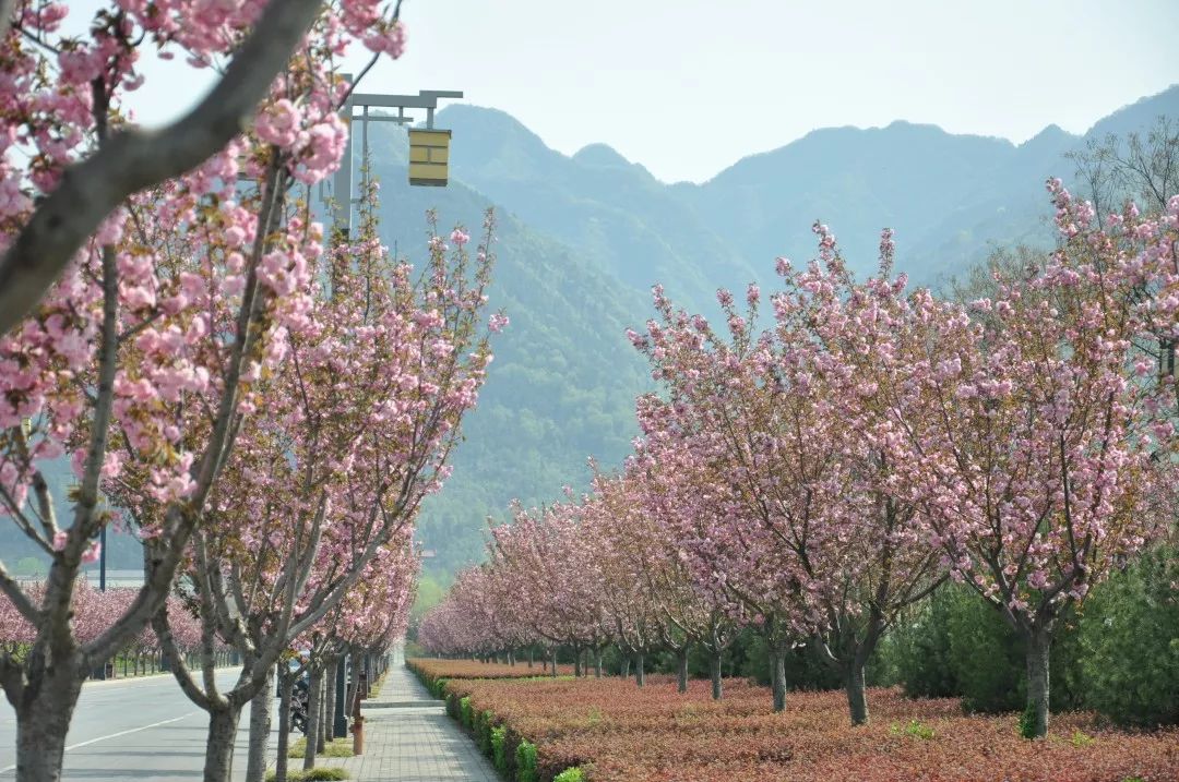 还犹豫啥？楼观处处好*光春**，吃住游玩全搞定！