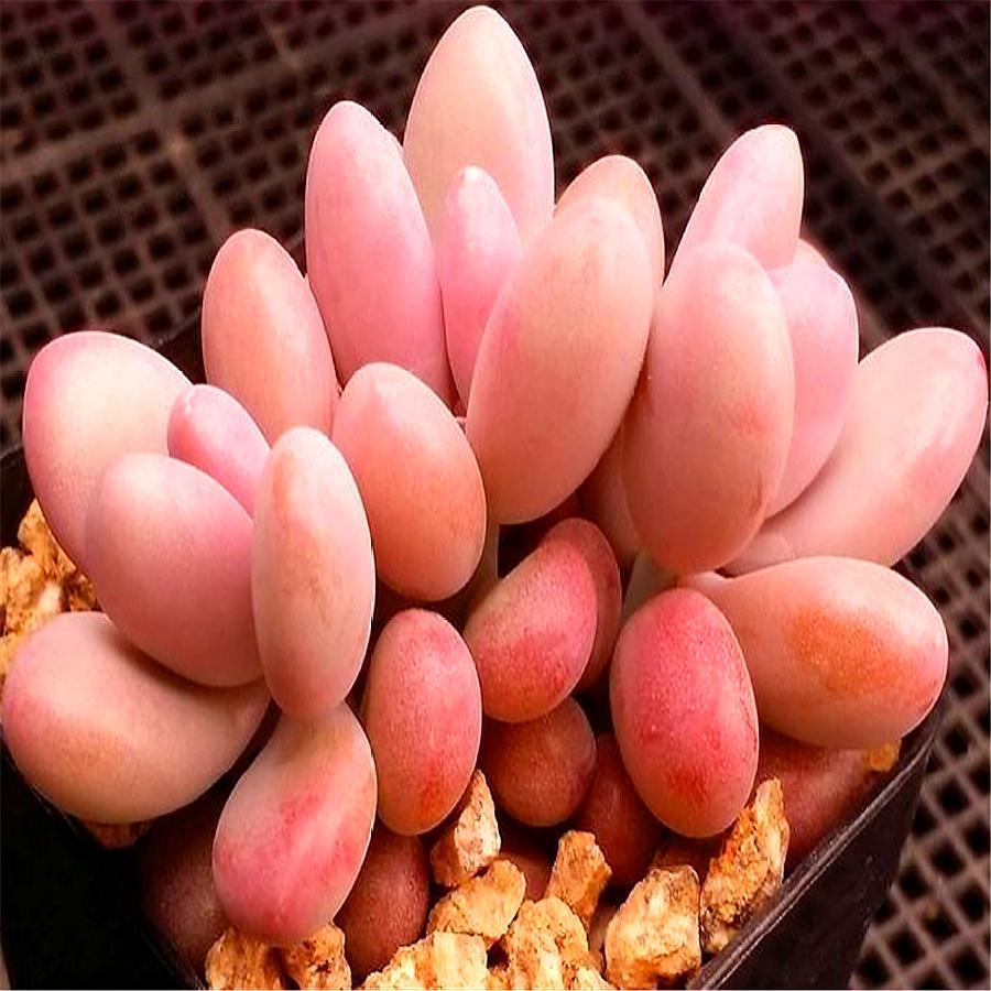 多肉桃蛋的缺点,桃蛋多肉有黑点怎么办