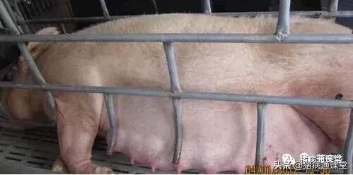 母猪预产期到了还没生怎么办,母猪预产期过了几天还没生