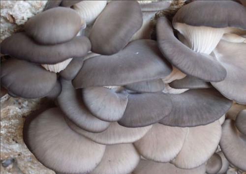 鲜平菇打成浆栽培平菇,平菇基地规模化平菇栽培