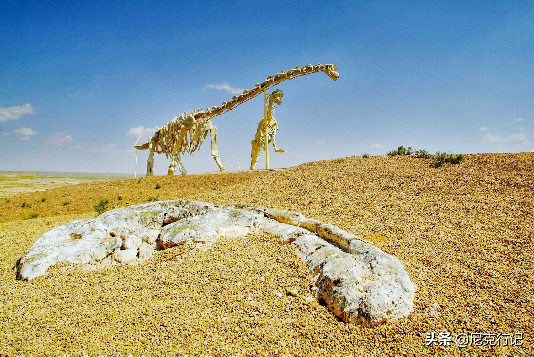 中蒙边境“五畜之家”，牛马羊驼价值500万，边境路用恐龙装饰