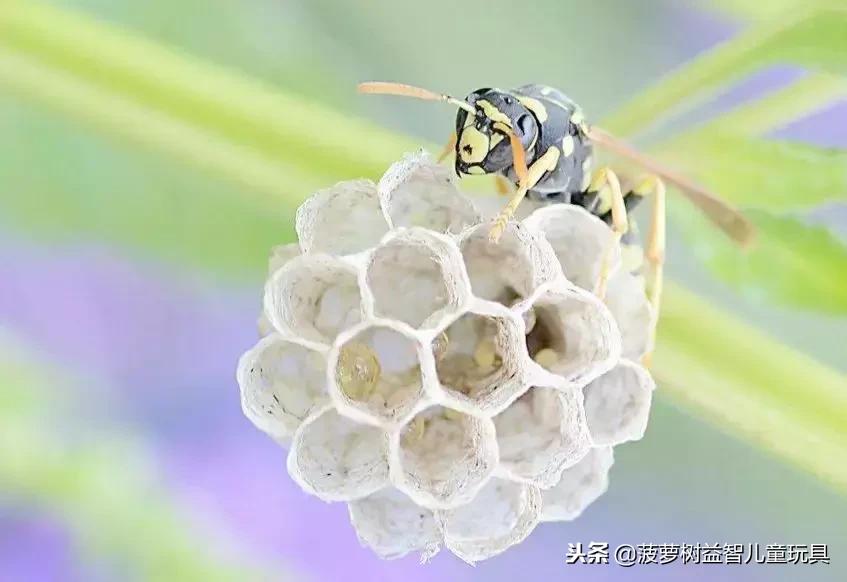 菠萝树积木玩具,菠萝树益智玩具积木