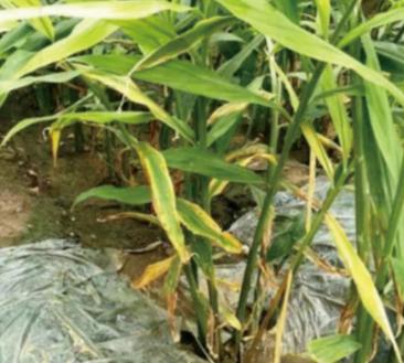 大姜病虫害都用什么药,潍坊大姜病虫害的防治