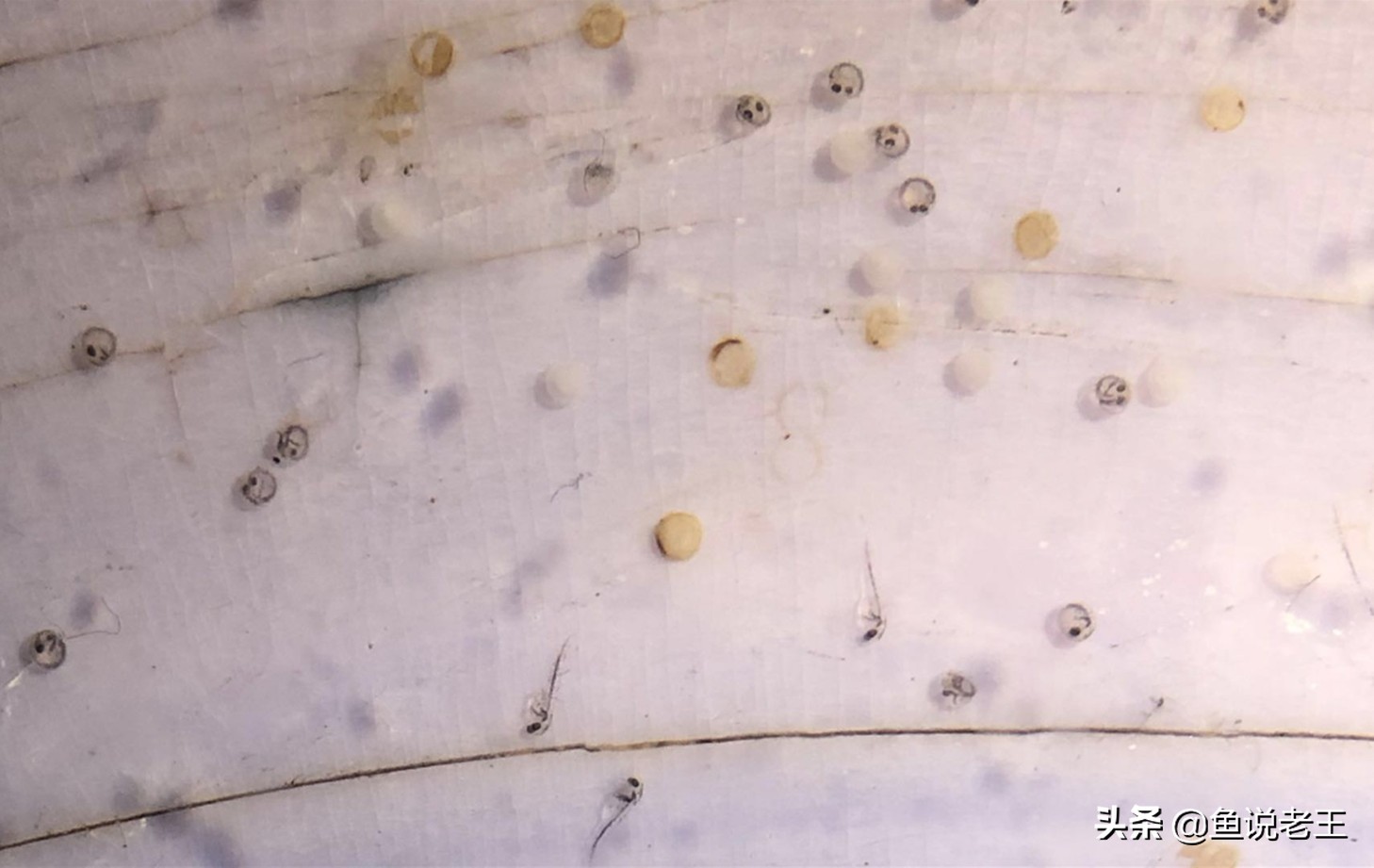 金鱼繁殖技术和饲养方法,兰寿金鱼繁殖几月份繁殖