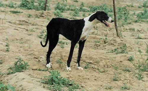 速度和灵缇犬差不多,灵缇狗撵兔视频2013