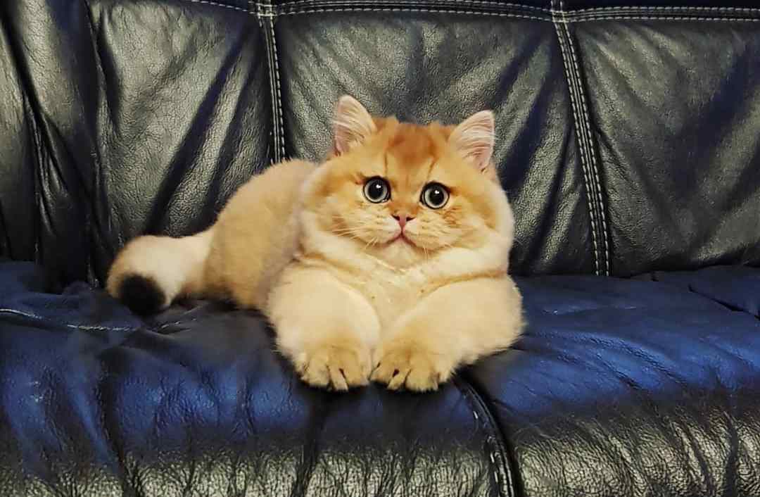 猫咪大便带血是怎样的,猫咪大便带血是怎么了