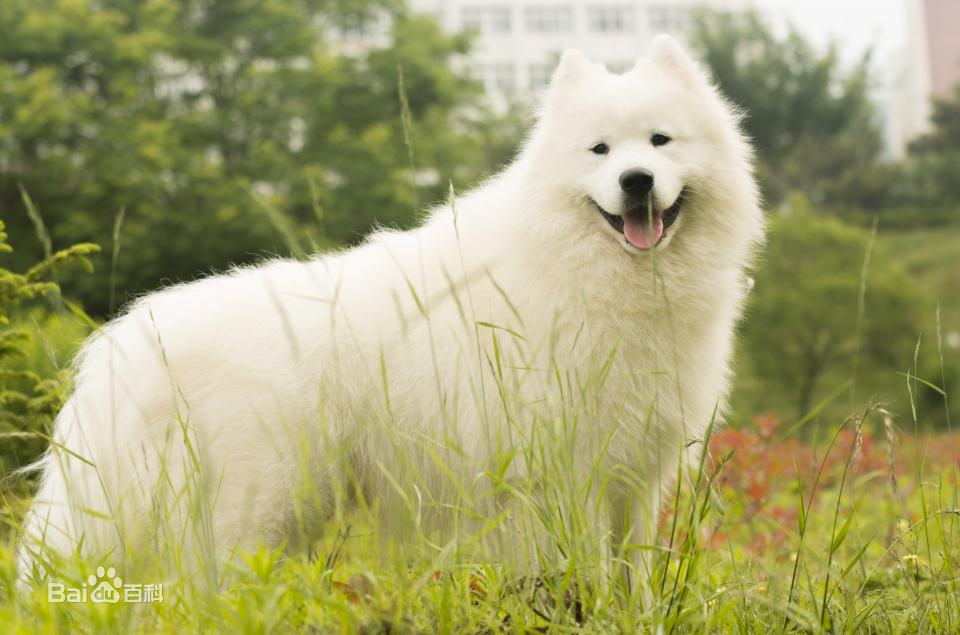 小型犬品种大全及图片柯基犬,不掉毛无体味性格温顺的小型犬