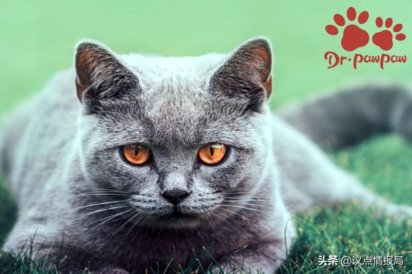 牙结石导致的猫咪发炎怎么办,普安特猫咪洁齿水怎么用