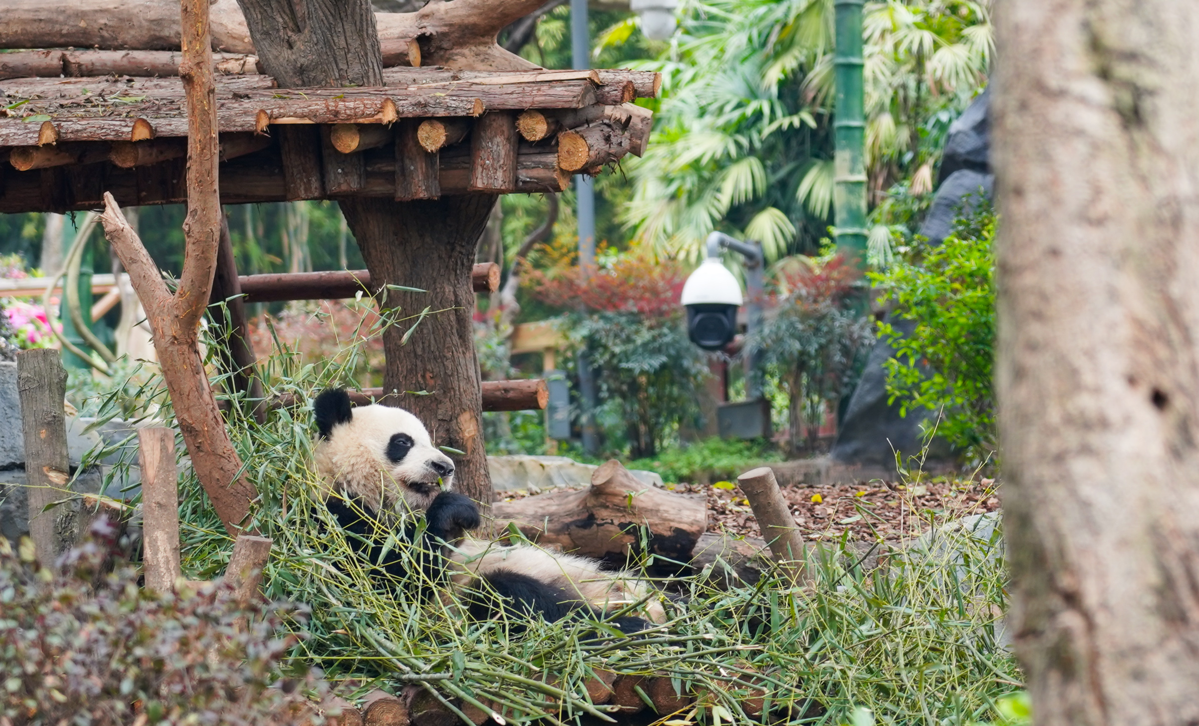 成都酒店大熊猫一日游,成都大熊猫繁育研究基地游玩攻略