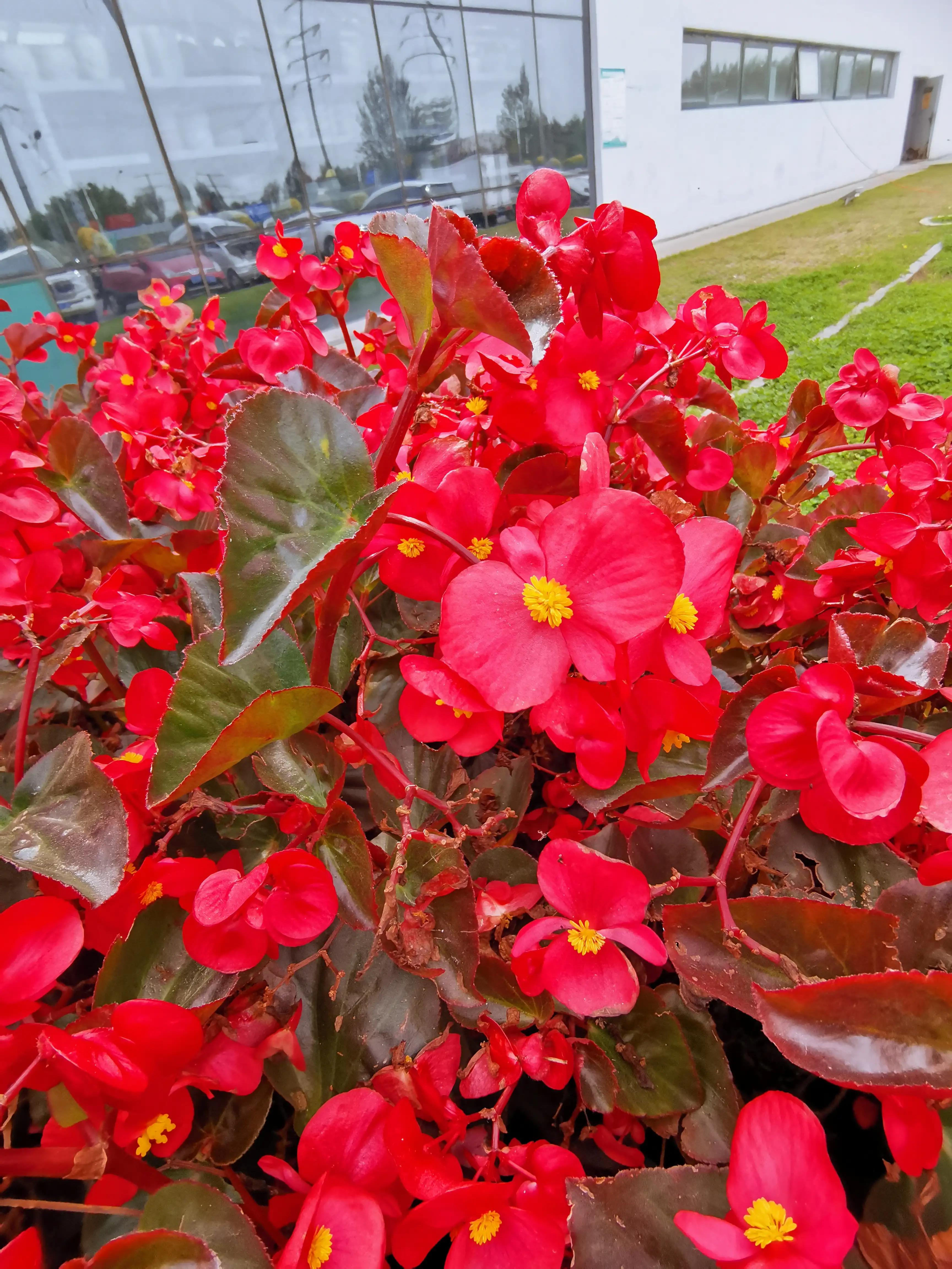 玫红四季海棠图片大全,玫红四季海棠的花语